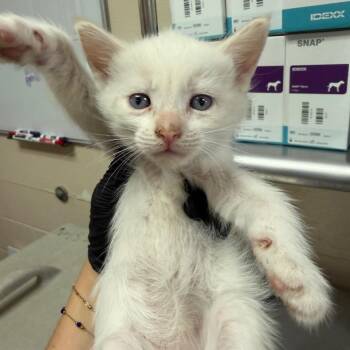 Rhinestone -  Domestic Short Hair Cat for Adoption in Reno, Nevada - Rhinestone | PetCurious