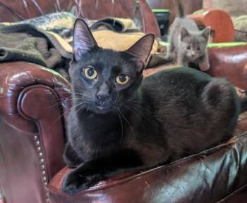 Nova -  Bombay and Domestic Short Hair Cat for Adoption in Wyandotte, Michigan - Nova | PetCurious