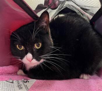 Domestic Short Hair Cats Available for Adoption in Baytown, Texas - COOKIE | PetCurious