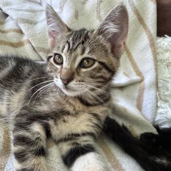 Ocie -  Domestic Short Hair Cat for Adoption in Los Angeles, California - Ocie | PetCurious