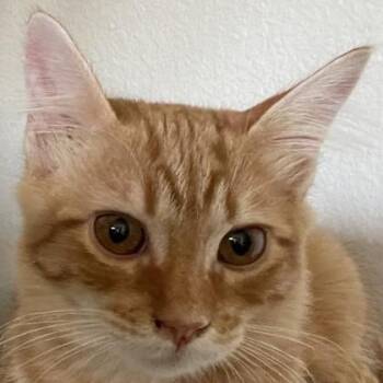 Elk -  Domestic Short Hair Cat for Adoption in Pleasanton, California - Elk | PetCurious