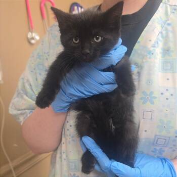 Tikki Masala -  Domestic Short Hair Cat for Adoption in Milan, Illinois - Tikki Masala | PetCurious