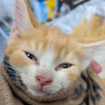 Sunstone -  Domestic Short Hair Cat for Adoption in Jeffersonville, Indiana - Sunstone | PetCurious