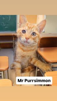 Mr Purrsimmon Kitten Martinez Pet Food Express 9/5 -  Domestic Short Hair Cat for Adoption in Walnut Creek, California - Mr Purrsimmon Kitten Martinez Pet Food Express 9/5 | PetCurious
