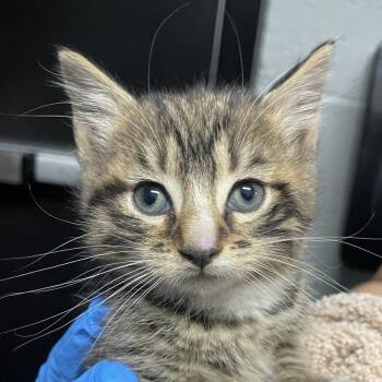 Domestic Short Hair Cats Available for Adoption in Allentown, Pennsylvania - Tia | PetCurious