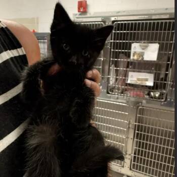 Dutch-C -  Domestic Short Hair Cat for Adoption in East St. Louis, Illinois - Dutch-C | PetCurious