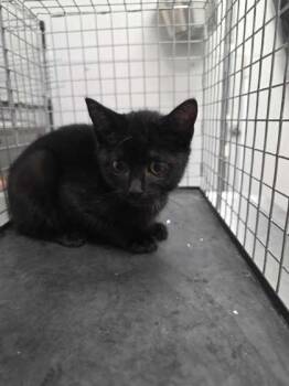 Juno -  Domestic Short Hair Cat for Adoption in Sevierville, Tennessee - Juno | PetCurious