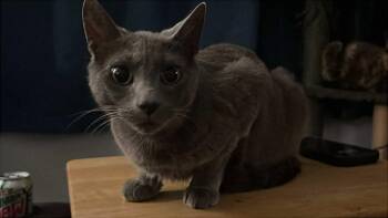 Rescue Domestic Short Hair Cats for Adoption in Campbellsville, Kentucky - Claire | PetCurious