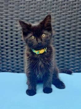 Perihelion and Miki -  Domestic Long Hair Cat for Adoption in Seattle, Washington - Perihelion And Miki | PetCurious