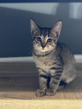 Rescue Domestic Short Hair Cats for Adoption - Kabob | PetCurious