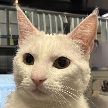 Domestic Short Hair Cats Available for Adoption in Santa Fe, New Mexico - Diva | PetCurious