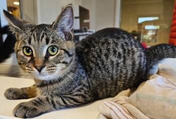Rescue Domestic Short Hair Cats for Adoption in Fremont, Ohio - Pepperoncini | PetCurious