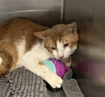 Domestic Short Hair Cats Available for Adoption in Dallas, Texas - RED | PetCurious