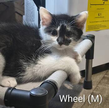 Wheel -  Domestic Short Hair Cat for Adoption in Saugerties, New York - Wheel | PetCurious