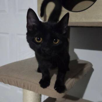 Domestic Short Hair Cats Available for Adoption - KNUCKLES | PetCurious