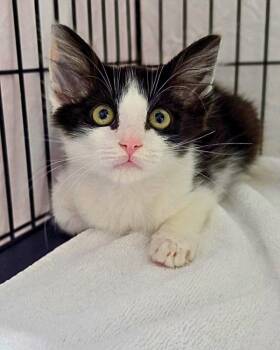 Pepe -  Domestic Medium Hair Cat for Adoption in Novato, California - Pepe | PetCurious