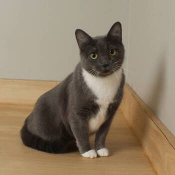 Rescue Domestic Short Hair Cats for Adoption in Minnetonka, Minnesota - Waboose C66916 | PetCurious