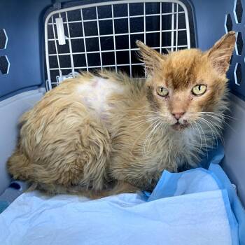 Domestic Long Hair Cats Available for Adoption in Los Angeles, California - Mista | PetCurious