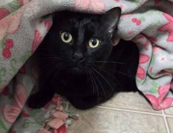 Toffee -  Domestic Short Hair Cat for Adoption in Gladstone, Oregon - Toffee | PetCurious