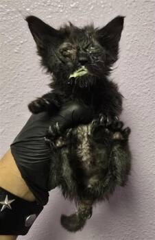61188453 -  Domestic Short Hair Cat for Adoption in El Paso, Texas - 61188453 | PetCurious