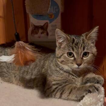 American Shorthair Cats Available for Adoption - Cookie | PetCurious