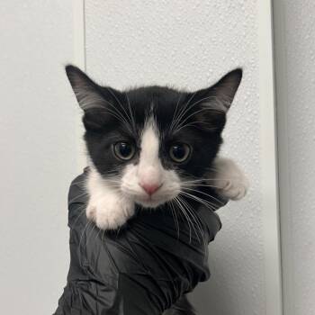 Foxtrot -  Domestic Short Hair Cat for Adoption in Abilene, Texas - Foxtrot | PetCurious
