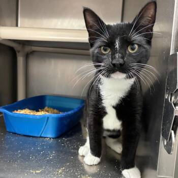 Chalk Outline -  Domestic Short Hair Cat for Adoption in Carencro, Louisiana - Chalk Outline | PetCurious