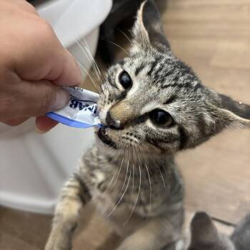 Kale -  Domestic Short Hair Cat for Adoption in Chicago, Illinois - Kale | PetCurious