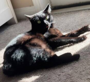 American Bobtail Cats Available for Adoption in Franklin, Tennessee - PANTHER | PetCurious