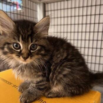 HONEYDEW-30765 -  Domestic Long Hair Cat for Adoption in Memphis, Tennessee - HONEYDEW-30765 | PetCurious
