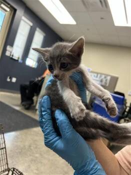 JAVIER -  Domestic Short Hair Cat for Adoption in San Antonio, Texas - JAVIER | PetCurious