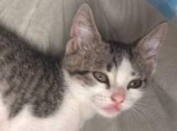 Remi -  Domestic Short Hair Cat for Adoption - Remi | PetCurious