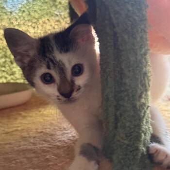 Maraca Pounce 56124 -  Domestic Short Hair Cat for Adoption in Eaton Rapids, Michigan - Maraca Pounce 56124 | PetCurious