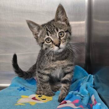 Strider -  Domestic Short Hair Cat for Adoption in Spokane, Washington - Strider | PetCurious
