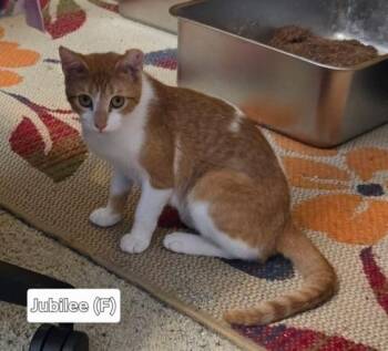 Domestic Short Hair Cats Available for Adoption in Broken Arrow, Oklahoma - Jubilee | PetCurious