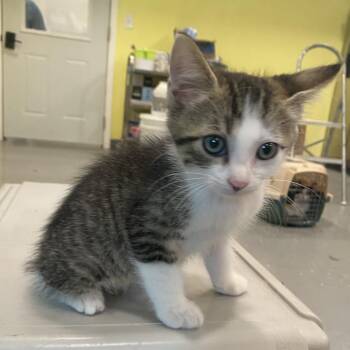 Croissant -  Domestic Short Hair Cat for Adoption in West Des Moines, Iowa - Croissant | PetCurious