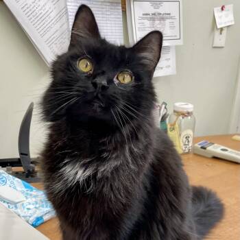 Domestic Long Hair Cats Available for Adoption in Sautee Nacoochee, Georgia - Kiko | PetCurious