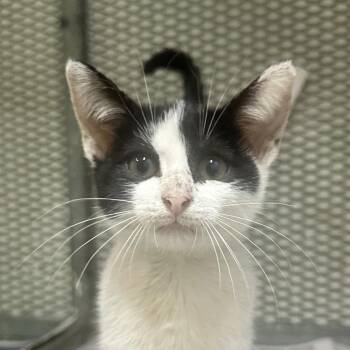 Charlotte -  Domestic Short Hair Cat Available for Adoption in Guaynabo, Guaynabo - Charlotte | PetCurious