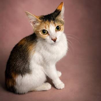 Delilah -  Calico Cat for Adoption in Coral Gables, Florida - Delilah | PetCurious