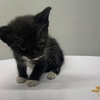 June -  Domestic Short Hair Cat for Adoption in Tampa, Florida - June | PetCurious