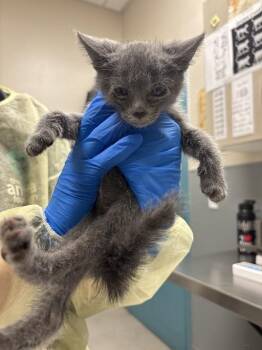 VADOR -  Domestic Short Hair Cat for Adoption in Las Vegas, Nevada - VADOR | PetCurious