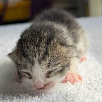 Domestic Medium Hair Cats Available for Adoption in Chapel Hill, North Carolina - Adele | PetCurious