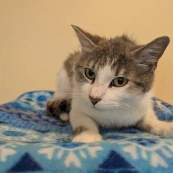 Hawaii -  Domestic Short Hair Cat for Adoption in Rochester, Minnesota - Hawaii | PetCurious