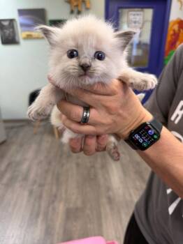 Siamese Cats Available for Adoption in St. George, Utah - Mirin | PetCurious