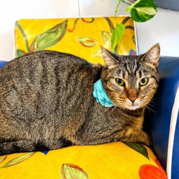 Buttercup Alvin -  Tabby and Domestic Short Hair Cat for Adoption in Friendswood, Texas - Buttercup Alvin | PetCurious