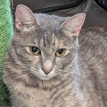 Sue -  Domestic Short Hair Cat for Adoption in Reisterstown, Maryland - Sue | PetCurious