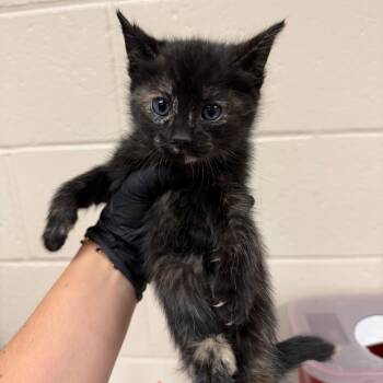 Carrie Bradshaw -  Domestic Short Hair Cat for Adoption in Reno, Nevada - Carrie Bradshaw | PetCurious