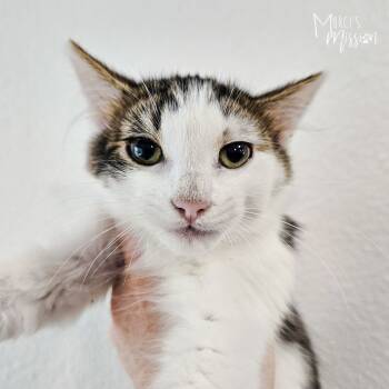 Rescue Domestic Medium Hair Cats for Adoption in Spokane, Washington - Dante | PetCurious