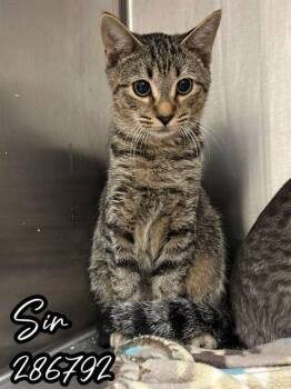 Rescue Domestic Short Hair Cats for Adoption in Macon, Georgia - SIR | PetCurious