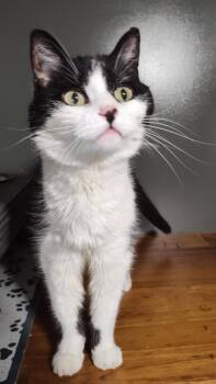 Zeva -  Domestic Short Hair Cat for Adoption in Jamesville, New York - Zeva | PetCurious